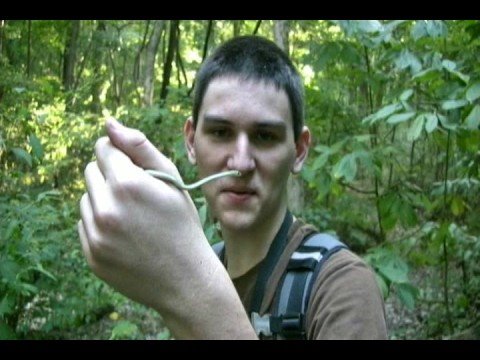ruel vernal Snake Road Oct 2008