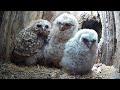 Tawny Owls Adopt More Rescue Chicks 🦉🐥