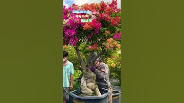 Siêu to cây lực ngũ sắc thái rực rỡ..#shortvideos