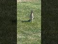Not just a cartoon! Actual Road Runner approaches us - no coyote involved!