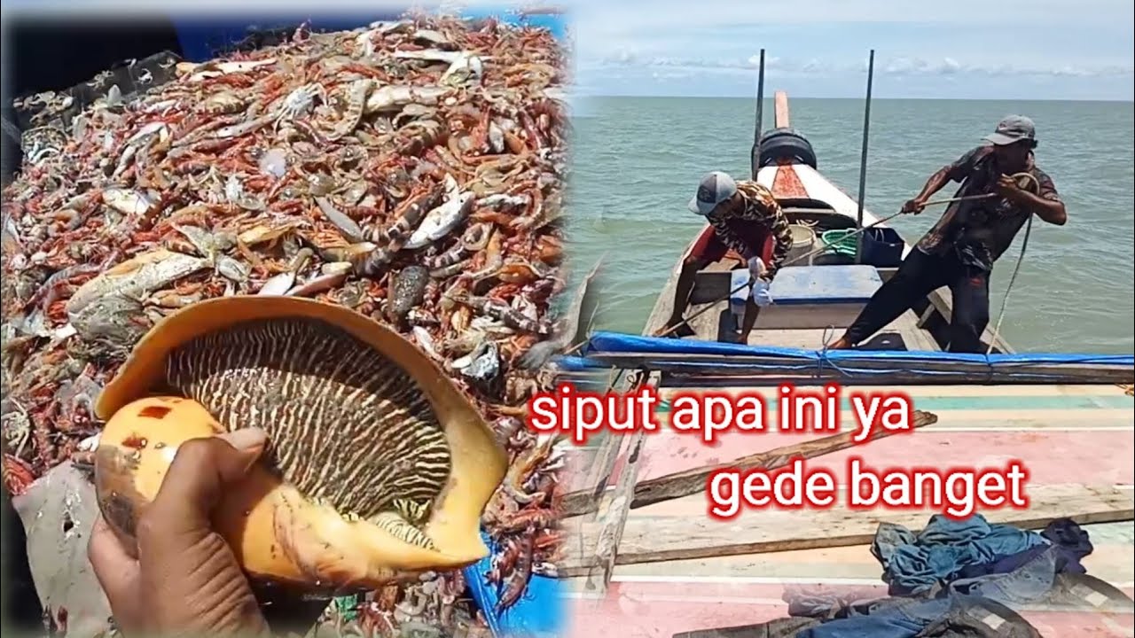 bubu tarik. bagan siapi api