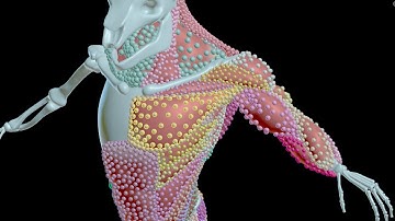 12. Muscle Constraint Properties - Collisions & Velocity Blend