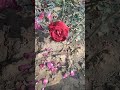 Love tane moto R ❤️❤️❣️❣️ #song #love#lovestatus #flowers #natureenthusiast #nature #trending