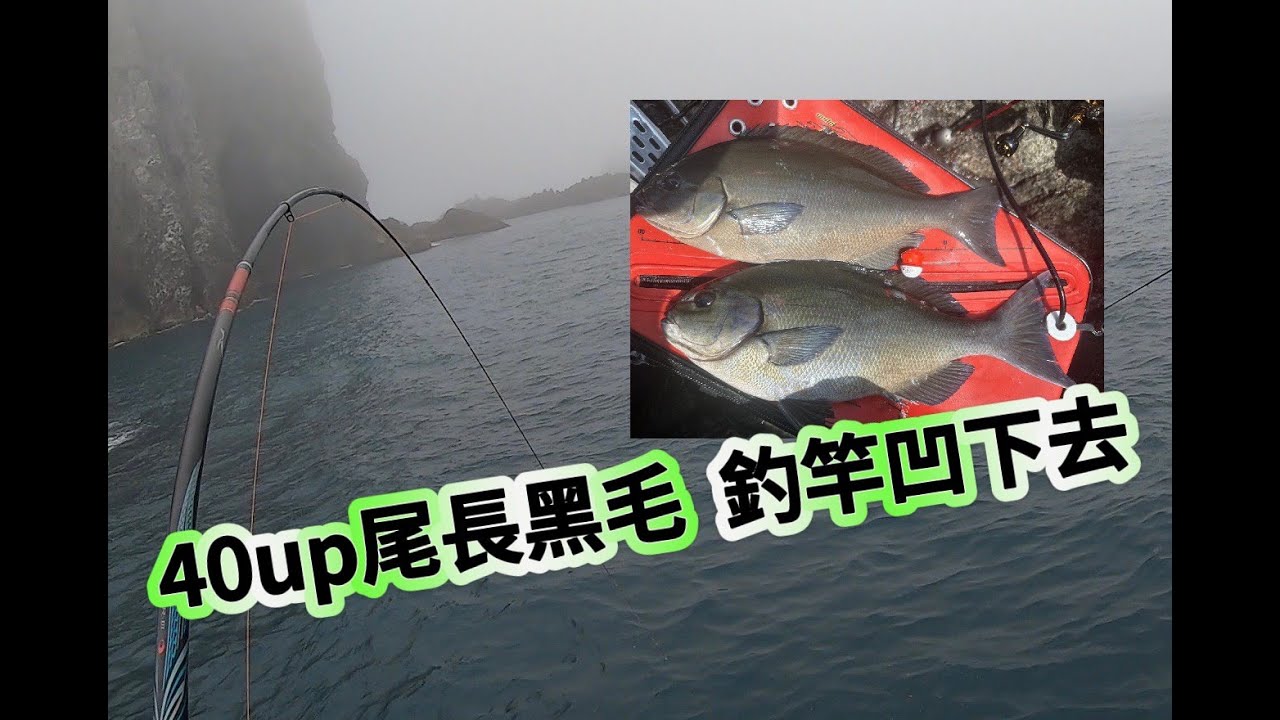 [磯釣]運氣爆棚 連釣二隻40公分UP的大紅皮 大尾長 #fishing #磯釣り #daiwa #shimano #磯釣#推薦