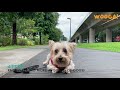 [14 Days Board & Train] - 8 Year Old Silky Terrier の動画、YouTube動画。