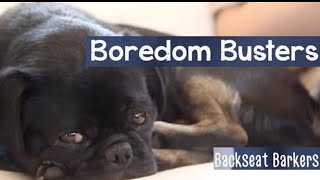 Is your dog bored? Try these activites to keep your dog busy by Talent Hounds 597 views 3 years ago 3 minutes, 21 seconds