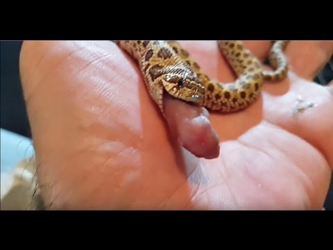 camera iphone 8 plus apk Hognose Comendo na Mão