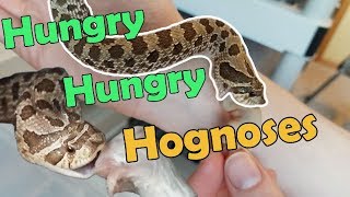 Feed My Pet Friday: Hognose Snakes II