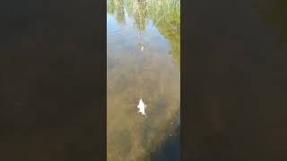 Запорожье Рыбалка На Попла-попер Карась из Камыша Вылетает #нхнч #fishing #рыбалка #flagman #карась