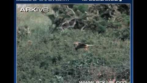 ARKive video AC6A0729 1ED1 4942 BD3B C123B7D71664