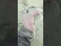 ASMR Lover 😋 #dusty 😷 #floor #drydirt #crumbling #clay #greenmud #bombastic #viralasmr #satisfying