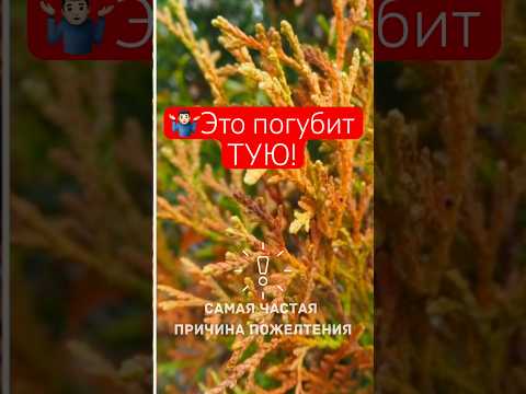 Видео: Разновидности на дърветата от хвойна - Хвойната е дърво или храст