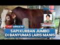Sapi Kurban Jumbo di Banyumas Laris Manis, Harga Tertinggi Tembus Rp70 Juta