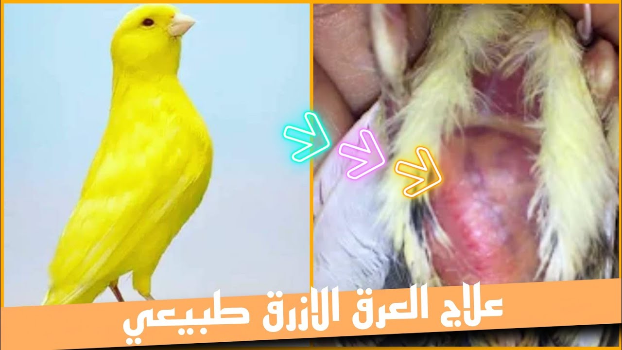 علاج العرق الازرق ⚘طبيعي⚘كيف اتخلص وماهي اسباب العرق الازرق عند جميع طيور الزينه ملخص ومعلومات شاملة