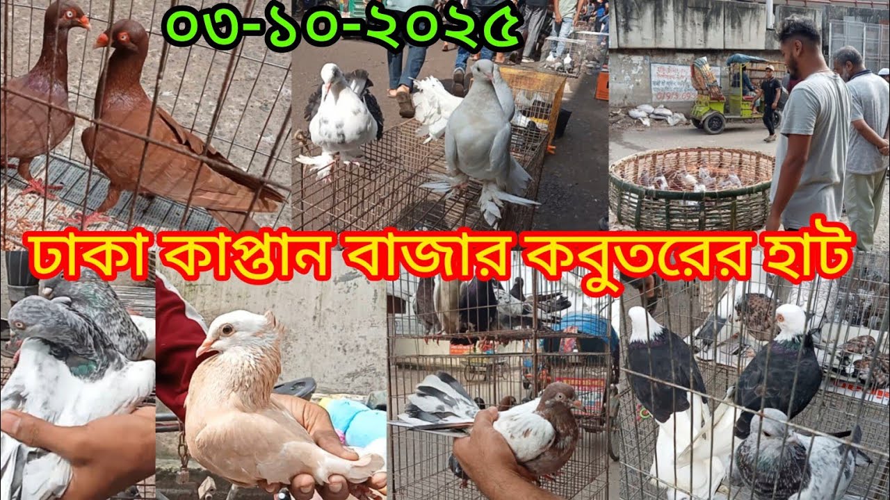 ০৩-১০-২০২৫,ঢাকা কাপ্তান বাজার কবুতরের হাট।আজ রোজ শুক্রবার। হাট টি প্রতি  সপ্তাহে শুধু শুক্রবার বসে।