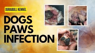 Paws infection in Dogs । Pododermatitis  कुत्तों के पंजे के नीचे इंफेक्शन एंटीबायोटिक होमियोपैथी । by Durabull kennel 24 views 4 days ago 5 minutes, 17 seconds