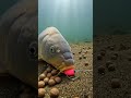 crazy fish bite 😱