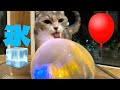 ICE BALLOON 猫たちとゴールデンくうた