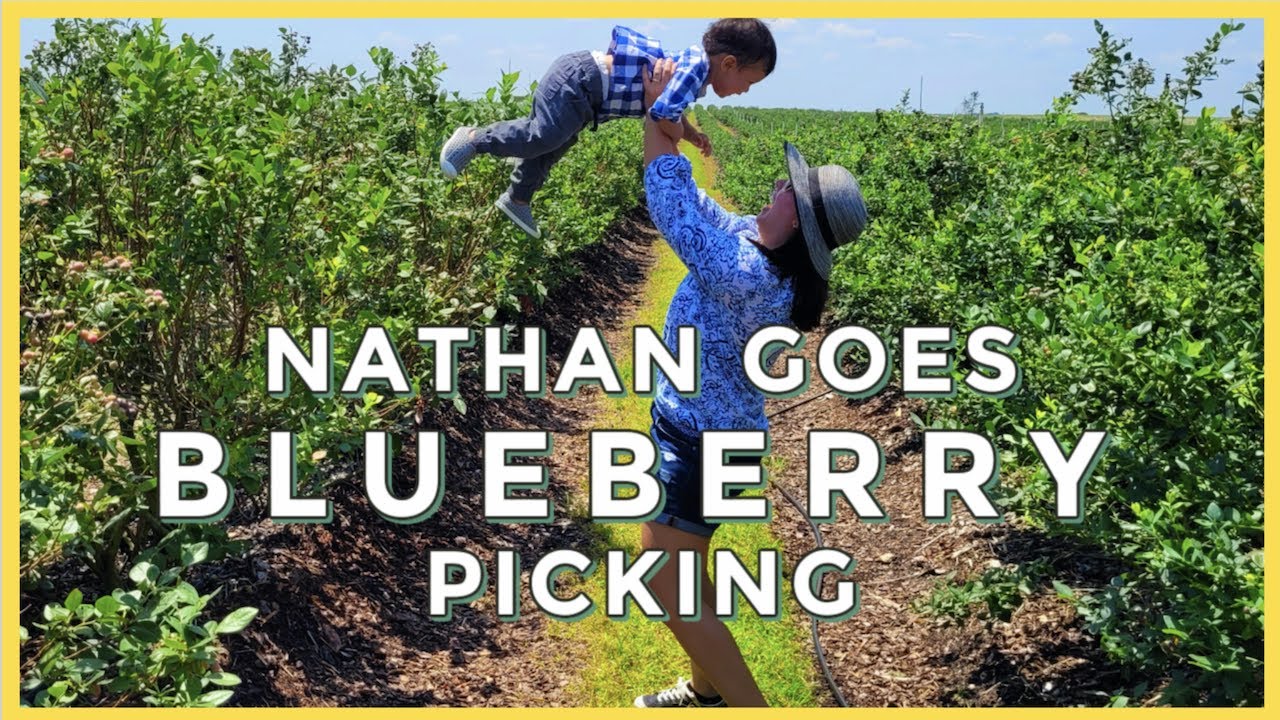 Southern Hills Farms Your Ultimate Destination for Blueberry Picking