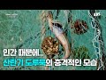 지구온난화와 인간의 이기심 때문에🌊 충격적인 도루묵 집단산란 장면 | 다큐프라임 - 바다의 점령자 1부. 마지막 귀향 #다큐멘터리