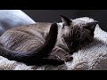 Sweet Dreams with a Siamese 🐾 Deep Sleep & Calming Purrs for Anxiety Relief