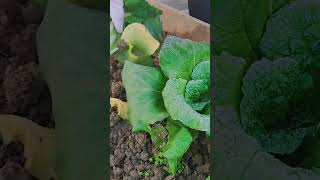 Fresh Bok Choy Harvesting Directly from the Garden Soil