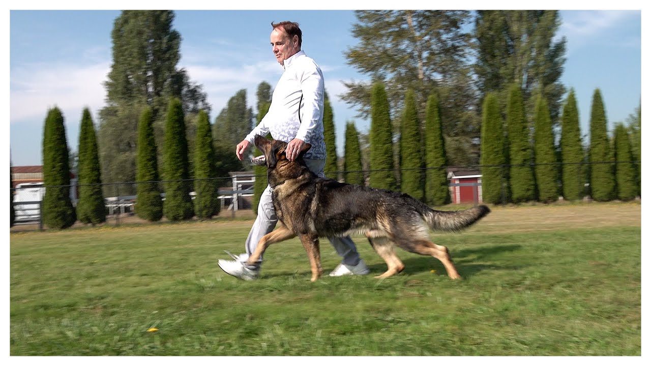 Why We Don't Use ECollars On Our German Shepherds! YouTube