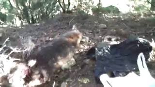 Where Possums Nest.