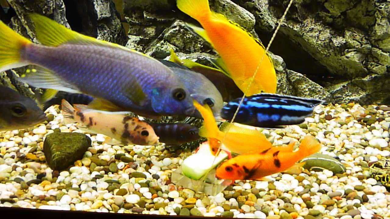 Кормление цихлид Малави огурцом