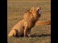 اسد يضحك بشكل مفرط 