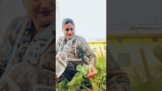 Cow Damaged My Garden 😔🍓”#harvesting #youtubeshorts #viralvideo #fruits #vegetables
