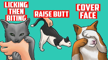 Real Meanings Behind 10 Strange Cat Behaviors Explained