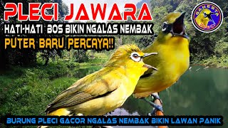 Download Lagu Asli..!! Burung Pleci Gacor Ngalas Nembak memancing Pleci lain ikut gacor #terapipleci MP3