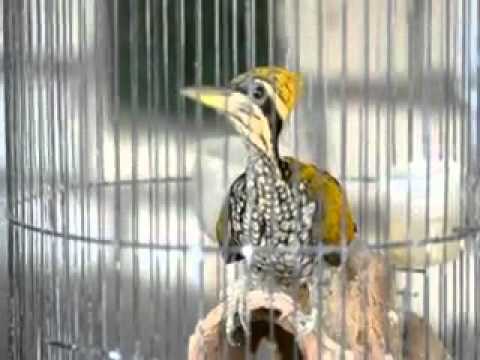 Burung Pelatuk Mantap untuk Masteran Murai Batu