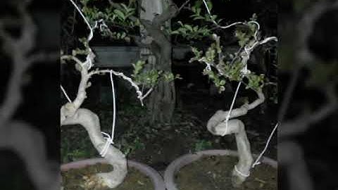 Cây cảnh phong thủy trung hà