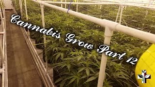 Cannabis Grow Build Part 12 - Method 1 PPS and IPM