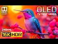 Breathtaking Ultra Clarity 16K HDR 240fps Dolby Vision For 8K OLED QLED TV 