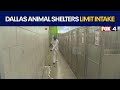 Dallas Animal Services limits dog intake amid outbreak