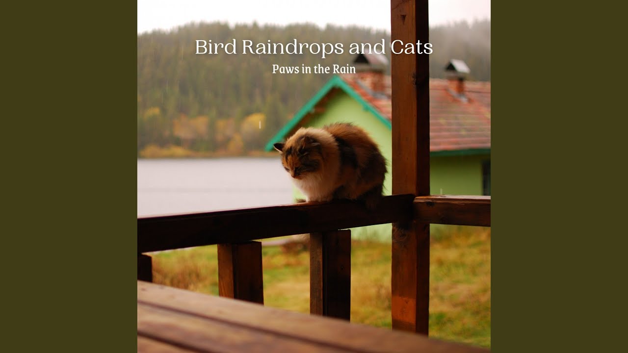 Pitter Patter Paws YouTube