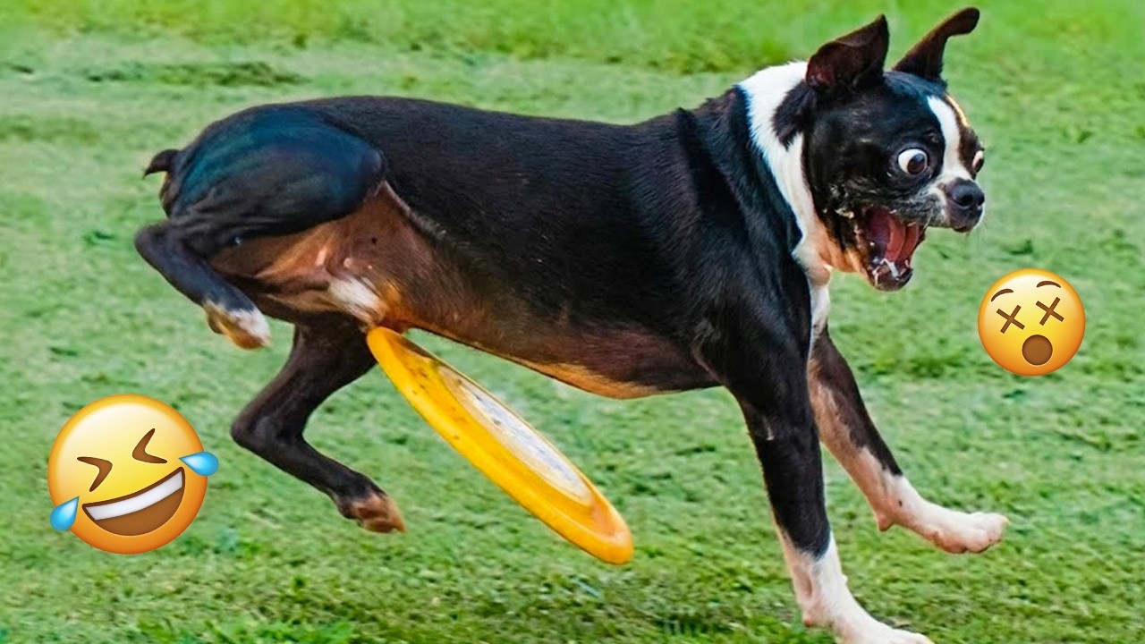 You Will Die Laughing At These Dogs 🐶 Best Animal Video Compilation You Can’t Miss 🤣 #16
