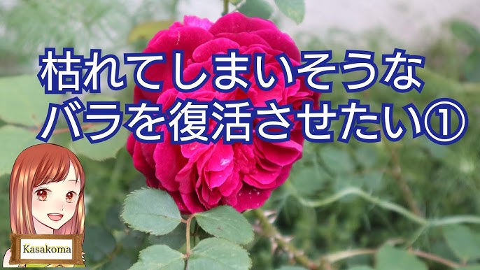 枯れてしまいそうだったバラが復活しました Youtube 枯れてしまいそうだったバラが復活しました Youtube