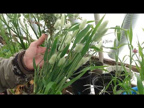 Video: Bunny Tail Grass kopšana - dekoratīvās zaķa astes zāles audzēšana