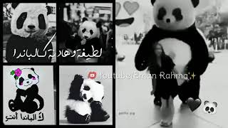 لطيفة وهادئة كالباندا 🐼♥//حالات واتس اب عن الباندا 🐼🌸//أين أنتم يا عشاق الباندا 🐼❤