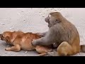monkey vs dog fight | monkey vs dog freindly fight