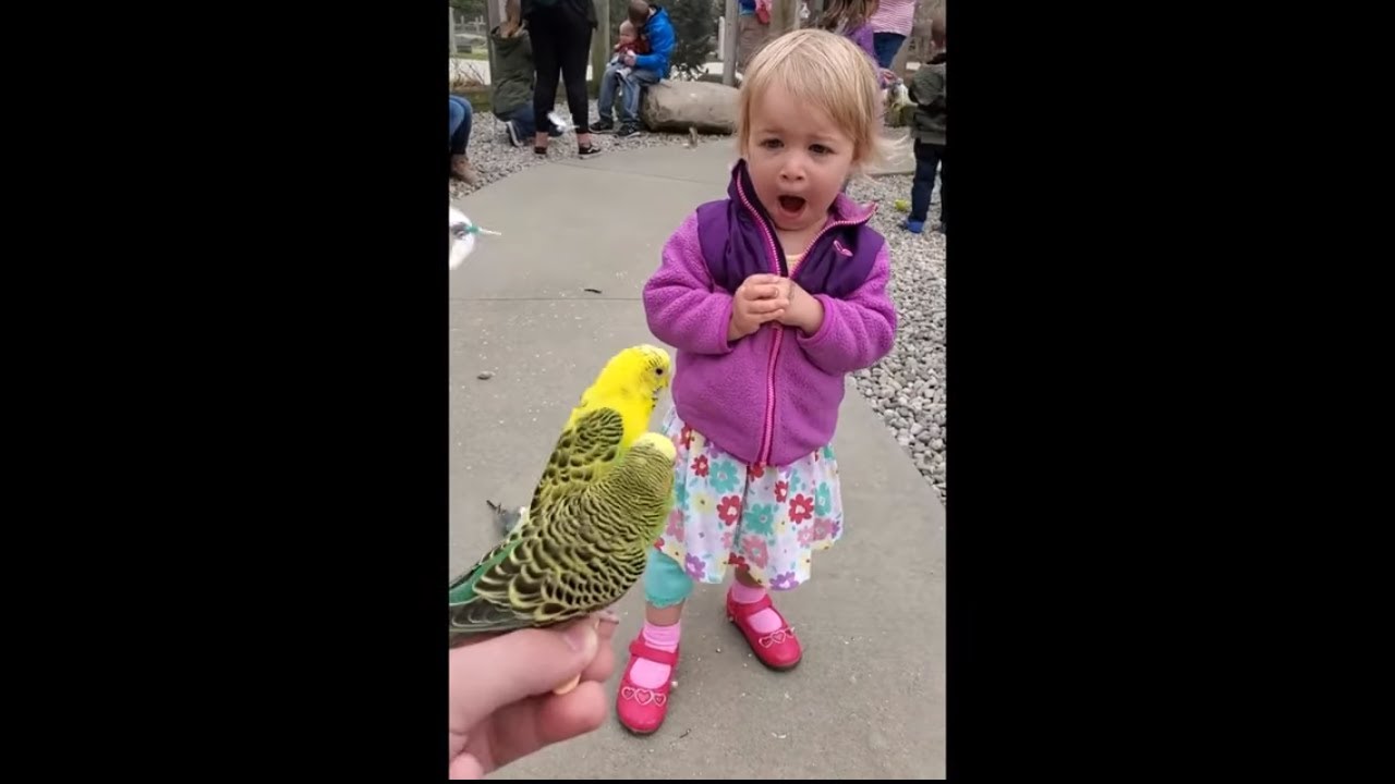 baby laughing ringtone mp3 free download Toddler reacts to parakeet encounter at petting zoo