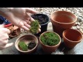 Growing Moss in Containers 🎍