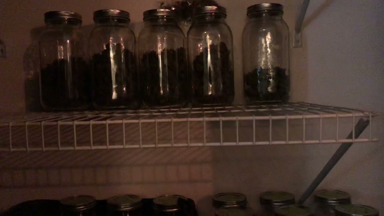 Outdoor Cannabis Garden 2021- Final Count! How much did I Harvest this year from my Backyard?