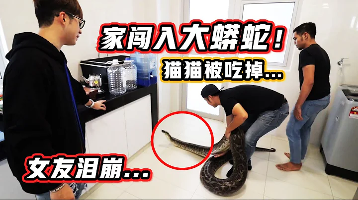 家裡闖入大蟒蛇！還吃了貓咪！？全部人當場嚇哭！ - 天天要聞