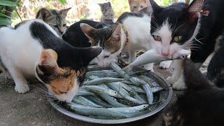 kittens eating raw fish