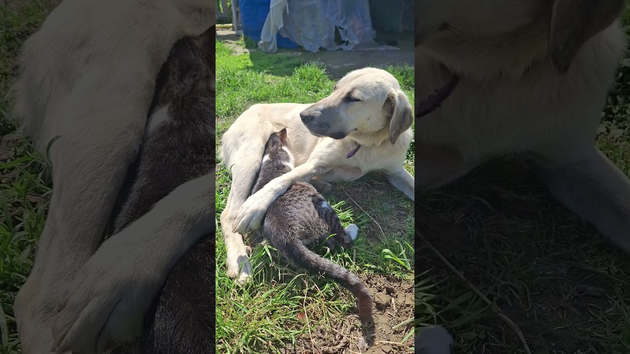 Kedime annelik yapan köpeğim #keşfet#shortsfeed #cats #catlover #catvideos#shorts#doglife#dog #dogs